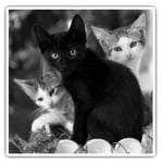 2 x Square Stickers 10 cm - Cute Kittens Black Tabby Ginger Cat  #43908