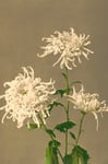 The Dybdahl Co. - Affisch White Chrysanthemum - Vit