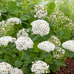 Björkspirea Omnia Garden 15-30 cm