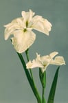 The Dybdahl Co. - Affisch Iris Laevigata - Vit