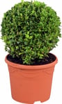 Buxbom lat. Buxus sempervirens Klot 20-22cm