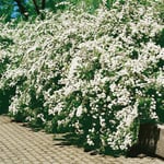 Planta Bukettspirea Omnia Garden 50-80 cm