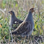 Greeting Sound Card By Really Wild Cards - Grey Partridge