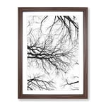 Tree Branches In Central Park New York Painting Modern Framed Wall Art Print, Ready to Hang Picture for Living Room Bedroom Home Office Décor, Walnut A4 (34 x 25 cm)