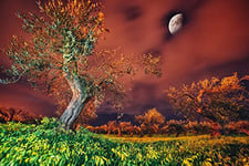 Paper Moon Tree in Landscape Non-Woven Photo Wallpaper Digital Print Including Paste Various Sizes