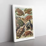 Big Box Art Turtles by Ernst Haeckel Canvas Wall Art Print Ready to Hang Picture, 76 x 50 cm (30 x 20 Inch), White, Green, Grey