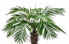 Blad i lösvikt till Phoenix palm tree luxor, plant, Lösvikt bladkrona - Topp + Blad till palm