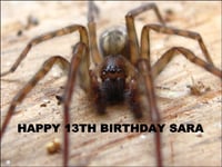 A4 SCARY SPIDER EDIBLE ICING BIRTHDAY CAKE TOPPER