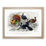 Wild Turkey & Curassow Birds By Oliver Goldsmith Vintage Framed Wall Art Print, Ready to Hang Picture for Living Room Bedroom Home Office Décor, Oak A3 (46 x 34 cm)