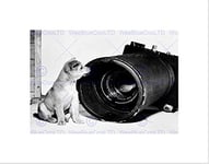 Wee Blue Coo Vintage Korean Puppy Dog Aerial Camera Wall Art Print