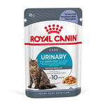 Royal Canin FCN Urinary Care i gelé - Økomomipakke: 48 x 85 g