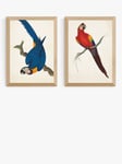 EAST END PRINTS Natural History Museum 'Parrots' Framed Print, Set of 2