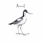 Madeleine Floyd - The Dawn Chorus - Avocet