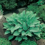 Planta Omnia Garden Funkia Krossa Regal