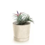 Botle Pot De Fleur Rond Creme En Plastique Beton Effect Cache Pot 17,5 Cm Decoratif Bac A Plantes Avec Soucoupe Fleurs