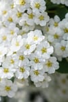 Bukettspirea 50-80 cm 10-p