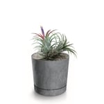 Botle Pot De Fleur Rond Gris Plastique Beton Effect Cache Pot 10,9 Cm Decoratif Bac A Plantes Avec Soucoupe Fleurs