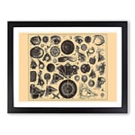 Encyclopaedia Human Biology Eyes No.1 Vintage Framed Wall Art Print, Ready to Hang Picture for Living Room Bedroom Home Office Décor, Black A4 (34 x 25 cm)