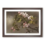 Big Box Art Apple Blossom by Martin Johnson Heade Framed Wall Art Picture Print Ready to Hang, Walnut A2 (62 x 45 cm)