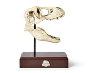 Jurassic World 9x8 Inch Tyrannosaurus Rex Skull Resin Replica