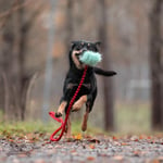 Doggie-Zen Doggie-Zen Langhåret Elastisk Belønningsleke i Fuskepels - S