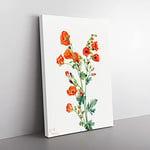 Big Box Art Scarlet Globe Mallow by Mary Vaux Walcott Canvas Wall Art Print Ready to Hang Picture, 76 x 50 cm (30 x 20 Inch), White, Cream, Orange