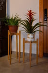 Floret Handmade Solid Wood Plant Stand and Plant Organizer (50 cm)