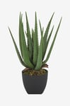 Nordic Furniture Group - Vobb Aloe vera-planta - Grön