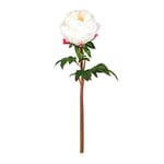 EUROCINSA Réf.34640C01 PEONIA CERRADA, boîte de 6 unités, Blanc, 55 cm