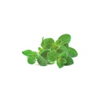 Click And Grow Smart Garden Refill 3-pak - Oregano