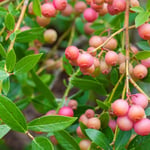 Planta Amerikanskt Blåbär Omnia Garden Pink Lemonade