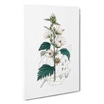 Big Box Art Marsh Mallow Flowers Illustration Canvas Wall Art Framed Picture Print, 30 x 20 Inch (76 x 50 cm), White, Grey, Green