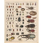 Meishe Art Poster vintage imprimé Insectes Collection Tableau de référence Identification des espèces Diagramme Entomologie Salle de classe Club Décoration murale