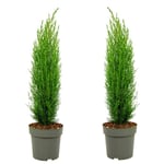 Cupressus sempervirens Totem - Set de 2 - Cyprès - Pot 19cm - Hauteur 60-80cm