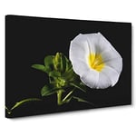 Flower Morning Glory White Modern Canvas Wall Art Print Ready to Hang, Framed Picture for Living Room Bedroom Home Office Décor, 20x14 Inch (50x35 cm)