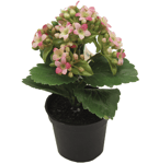 Konstblomma Kalanchoe