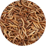 Walter’s Meal Worms (5L) - Dried Mealworms for Wild Birds, Bird Food in Stay Fresh, Refill Bags