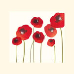 The Art Group Nicola Evans (Poppies) Mounted Print, Paper, Multi-Colour, 40 x 40 x 1.3 cm