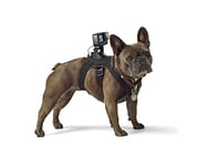 GoPro Fetch - Harnais pour chien