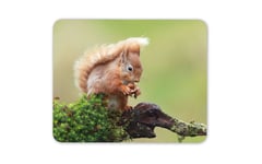 Cute Red Squirrel Mouse Mat Pad - Wild Animal Nature Mum Computer Gift #15690