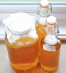 Bargain Organic Extremely Potent X Large Kombucha Priobiotic Scooby 1st Class!!