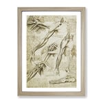 Human Anatomy Vol.1 By Leonardo Da Vinci Classic Painting Framed Wall Art Print, Ready to Hang Picture for Living Room Bedroom Home Office Décor, Oak A2 (64 x 46 cm)