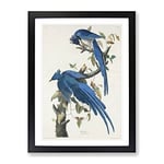 Columbia Jay By John James Audubon Vintage Framed Wall Art Print, Ready to Hang Picture for Living Room Bedroom Home Office Décor, Black A4 (34 x 25 cm)