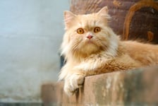 Brown alert persian cat sitting on the concrete floor looking toward camera