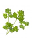 Veritable Lingot Cilantro