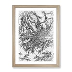 Tree Branches In Central Park New York In Abstract Modern Framed Wall Art Print, Ready to Hang Picture for Living Room Bedroom Home Office Décor, Oak A2 (64 x 46 cm)