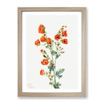 Scarlet Globe Mallow Flowers By Mary Vaux Walcott Vintage Framed Wall Art Print, Ready to Hang Picture for Living Room Bedroom Home Office Décor, Oak A2 (64 x 46 cm)