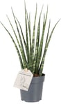 Sansevieria Fernwood, uden potte, 6 stk