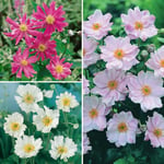 You Garden - Hardy Japanese Anemone Perennial Plant Collection 3 Colours in 9cm Pots