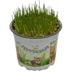 Imazo Kittygrass Kattgräs Bio 10 cm kruka